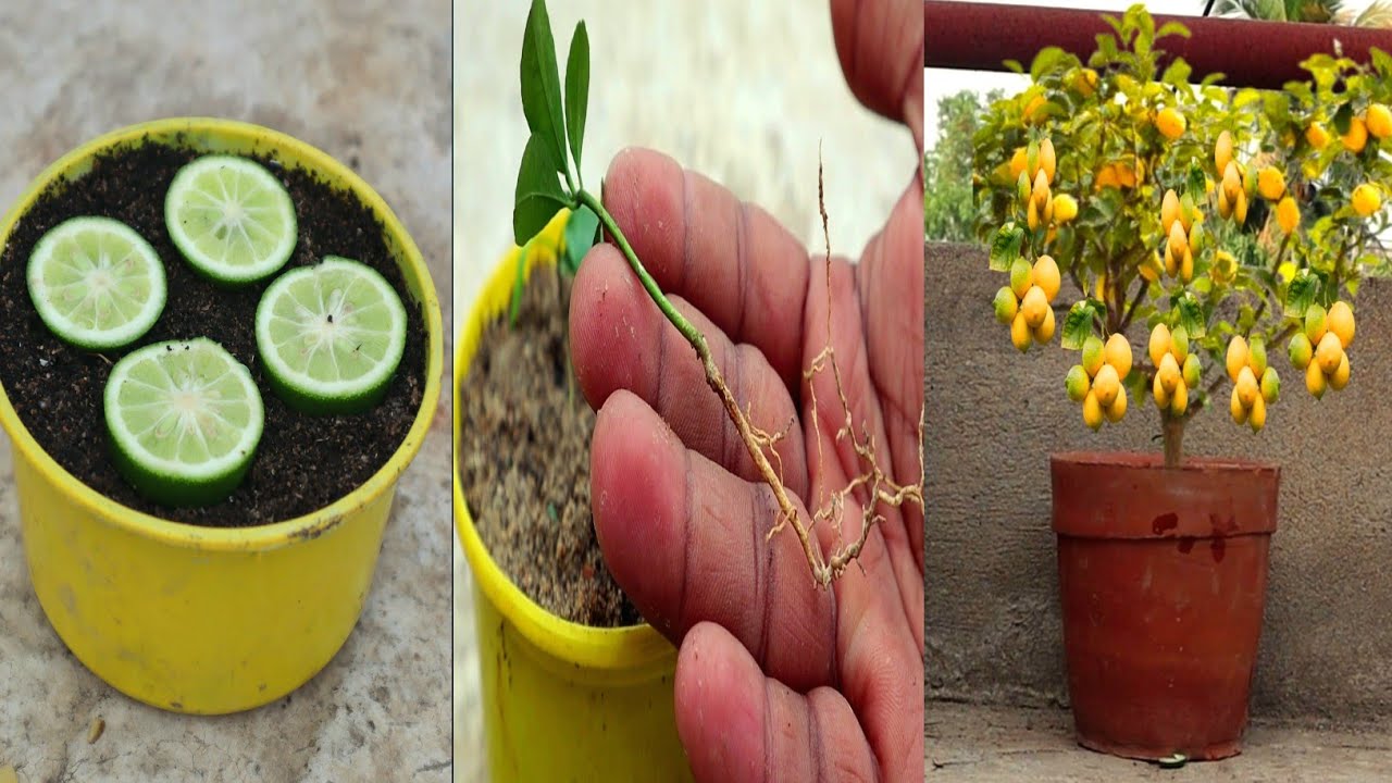 Lemon Tree Process unique process lemon Tree grow at home|how to grow lemon Tree from seed ...