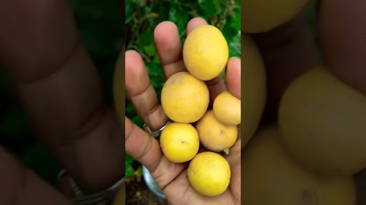 Lemon harvest #vegetablefarming #fruitgrafting #fruit