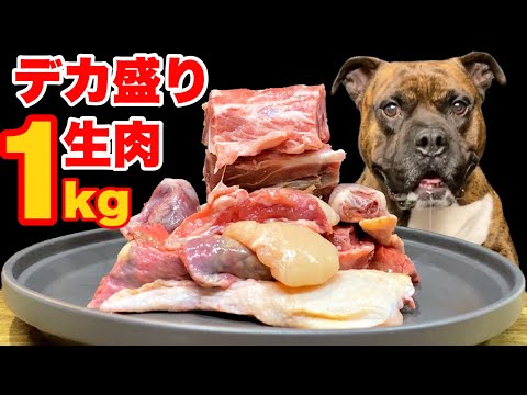【大食い犬ASMR】デカ盛り生肉を豪快に食べまくる愛犬がカッコよすぎたwww MUKBANG Dog eats raw meat bones