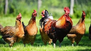 Chicken sound cock hen videos for kid #chicken #hen #cock