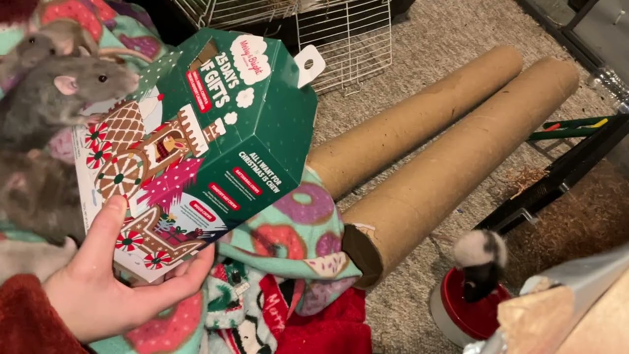 25 дней лакомств и угощений — другими словами, мои крысы получат адвент-календарь!