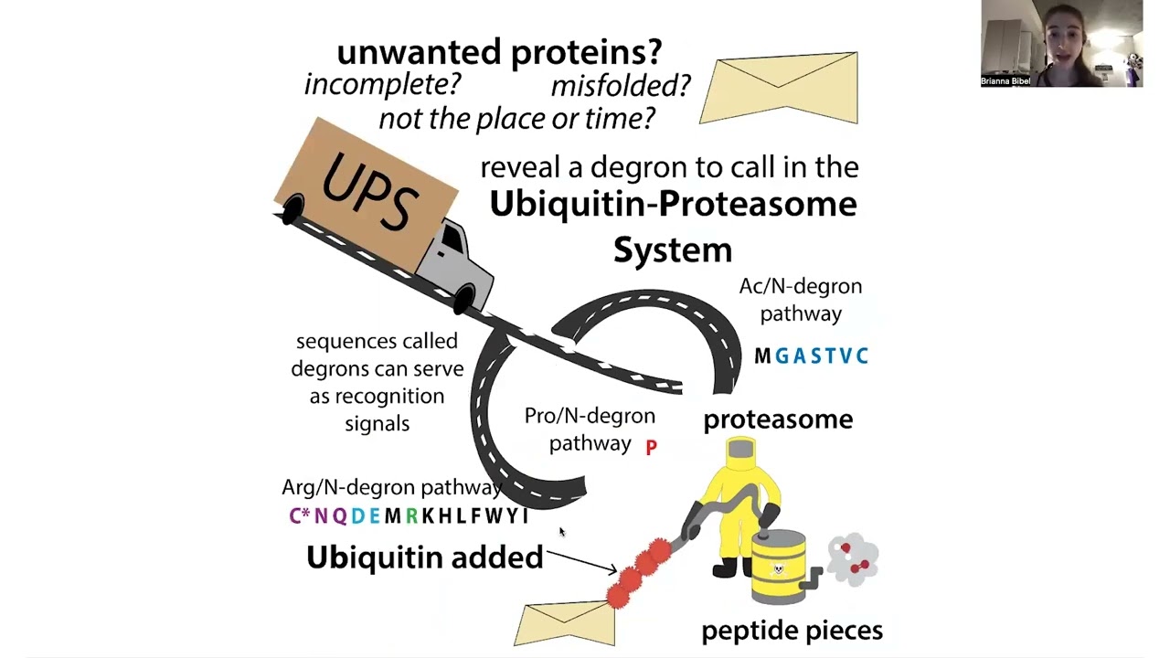 The Ubiquitin Proteasome System - the biochemistry of "normal" & induced protein degradation