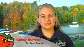 2015 Ohio Fall Color Update #3