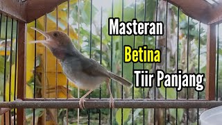 PRENJAK BETINA | Masteran Prenjak Betina Ngetir Panjang, Suara Jernih Memanggil Prenjak Jantan |