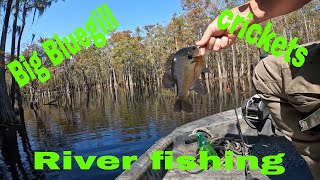 Bluegill fishing with crickets