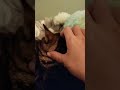 #cat #trending #shorts