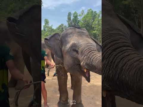 تصویری: فیل ها در تایلند: حقایق جالب