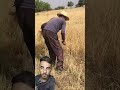 المنجل 