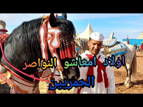 النسخة الأولى من مهرجان اولاد معاشو بقبيلة احمر 