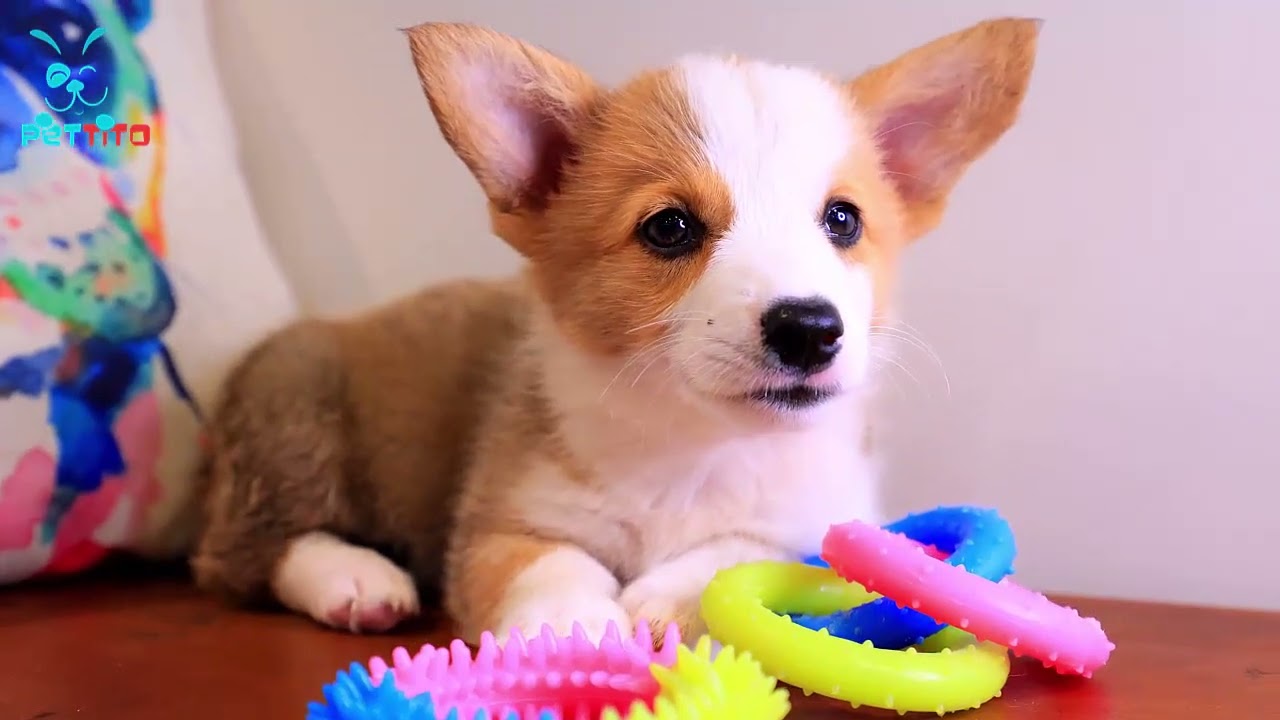 Lany - Corgi for Sale in Oklahoma City, OK