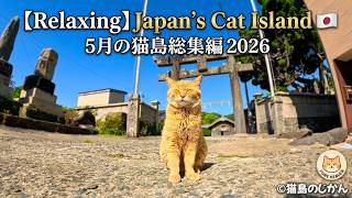 Relaxing Cat Island Japan (May 2026) 🇯🇵 | 初夏の風吹く猫島・2026年5月総集編