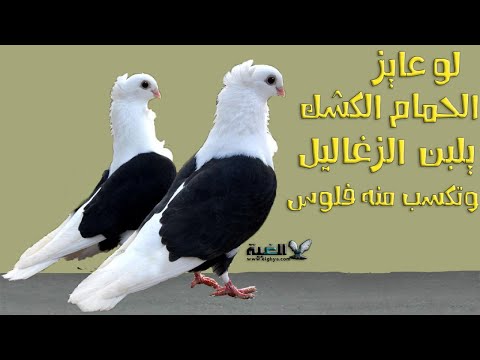الحمام الكشك بيلبن الزغاليل وبيكسب ولا لا 