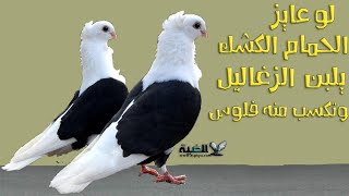 الحمام الكشك بيلبن الزغاليل وبيكسب ولا لا؟