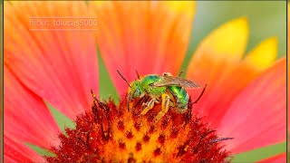 Nature Photography Flickr tdlucas5000 Macro Nature Flowers Insects