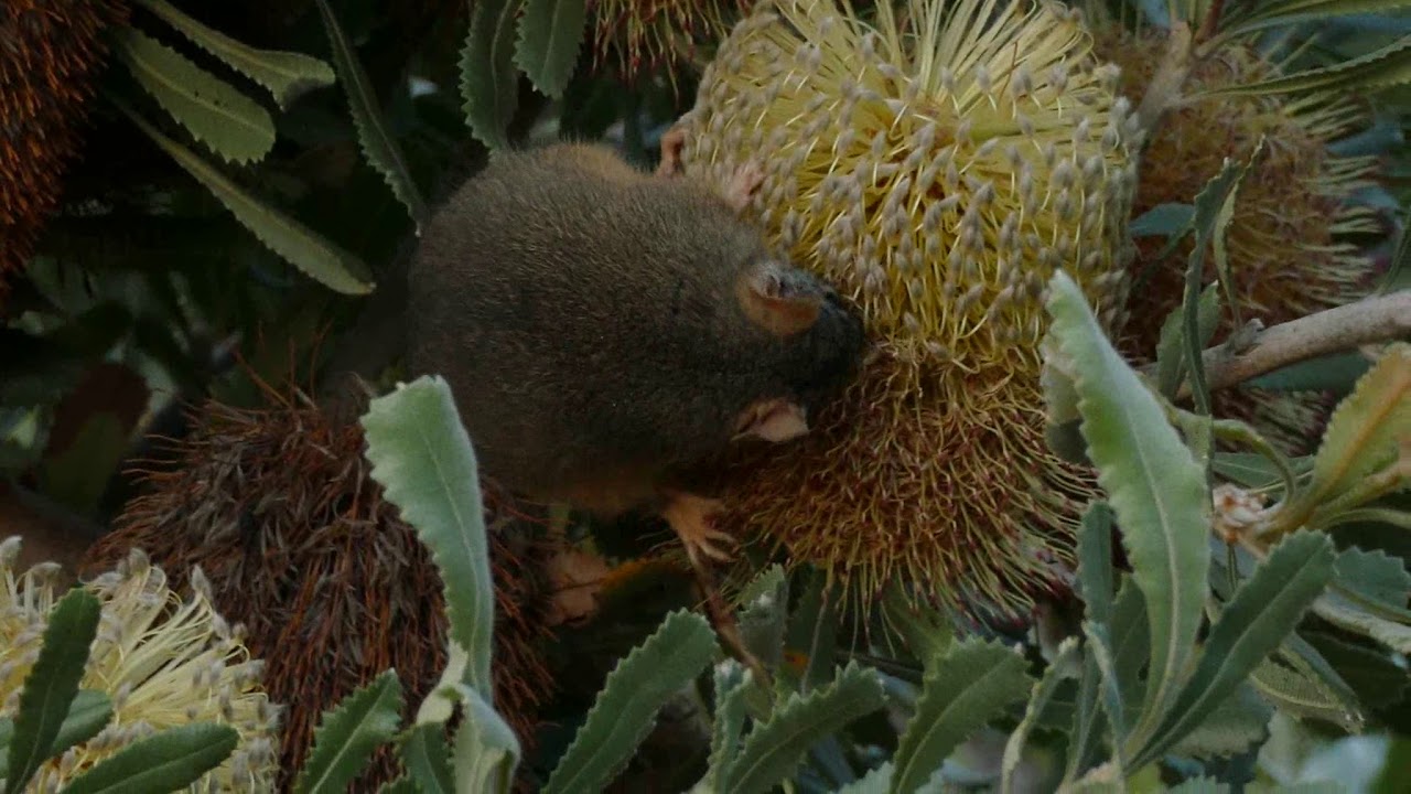 Antechinus flavipes foraging on Banksia June 2020 Vic P2810006 1