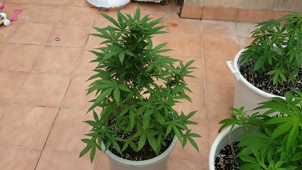 Харв Orange Sherbet Auto Fast Bud 42 за 68 дней от Мария Любит Хуана 