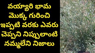 వయయర భమ మకక గరచ పరత వవరల Full Details About Vayari Bhama Plant