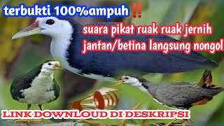 SANGAT AMPUH‼️suara pikat ruak ruak jernih free downloud,moh ali chanel screenshot 2