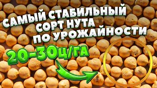 НУТ | 20-30ц/га | Самый стабильный сорт по урожайности |