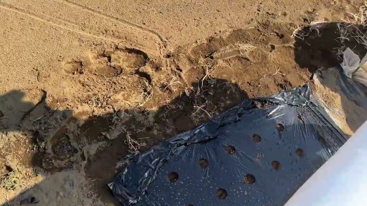 春人参5番手種まき×パオパオべたがけまだトンネル栽培必須です260214