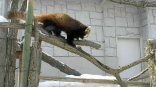 レッサーパンダ 恋のアタック