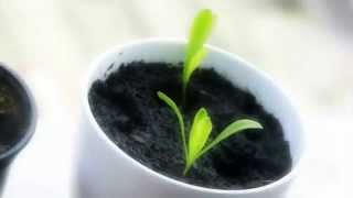 Marigold - Calendula Officinalis - 1 week growing time-lapse