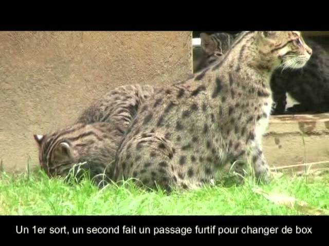 Les Bebes Chats Pecheurs Youtube