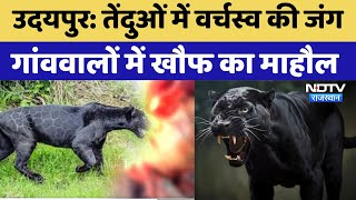 Download Lagu Udaipur News : तेंदुओं में वर्चस्व की जंग, गांववालों में खौफ का माहौल | Panther Attack  |Latest News MP3
