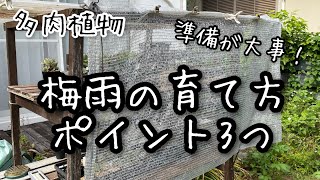 【多肉植物】梅雨の時期の多肉の育て方ポイント3つ！