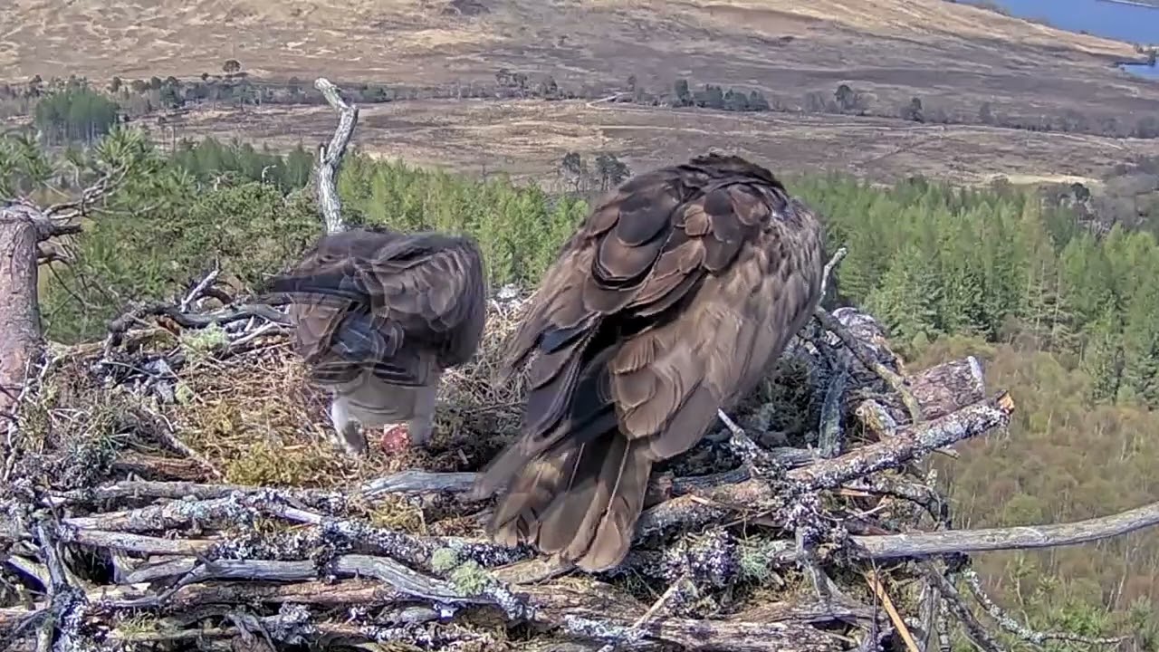 Dorcha grabs fish number one as soon as Louis the Loch Arkaig Osprey delivers it 24 Apr 2024 zoom