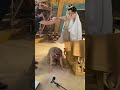 POVERA PERFIDIA! Me contro Te Persi nel Tempo TikTok
