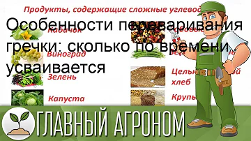 Особенности переваривания гречки: сколько по времени усваивается