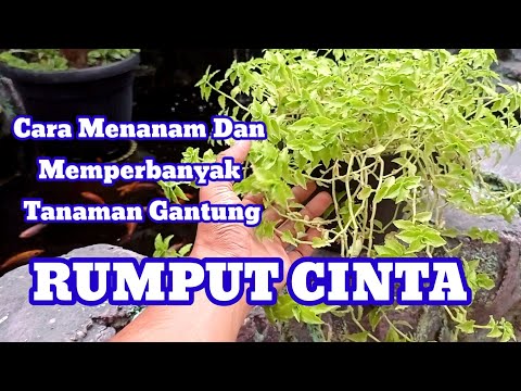 Video: Cara Menanam Cinta Di Kebun