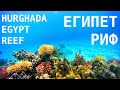 Коралловый риф отеля Mercure в Хургаде, Египет. Coral reef of the Mercure Hurghada hotel in Egypt.
