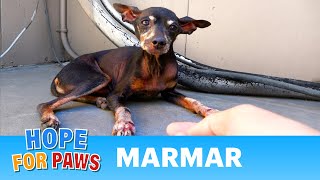 Older injured dog waited patiently for someone to call Hope For Paws. #rescue by Hope For Paws - Official Rescue Channel 233,402 views 8 months ago 5 minutes, 55 seconds