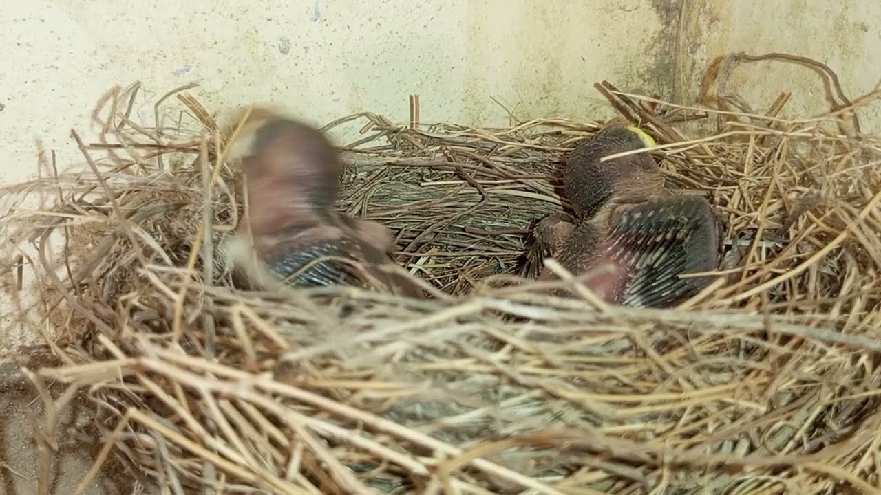Baby Sparrow Chicks in Nest: Adorable Bird Nesting Footage"