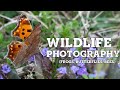 Photographing Small Wildlife In Spring
