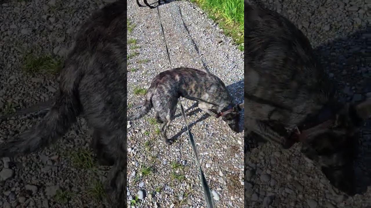 Leinen über Leinen😅 und warum?  Malinois-Herder, Labbi- und Beaglemix