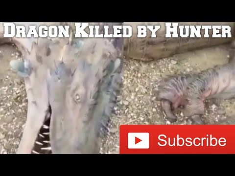 dragon-killed-by-hunters.-so-sad.-heartless-video.-south-africa