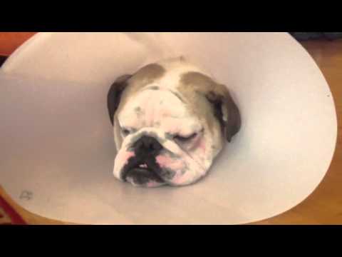 Morgan Pocket Technique Cherry Eye Dog Morgan Pocket Technique Cherry Eye Dog