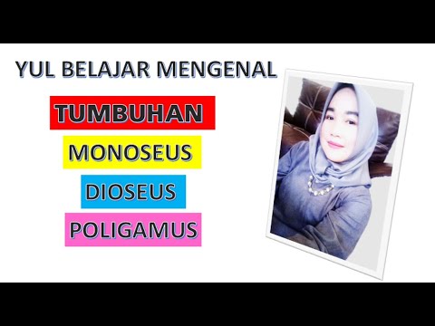 Video: Tumbuhan monoecious: contoh