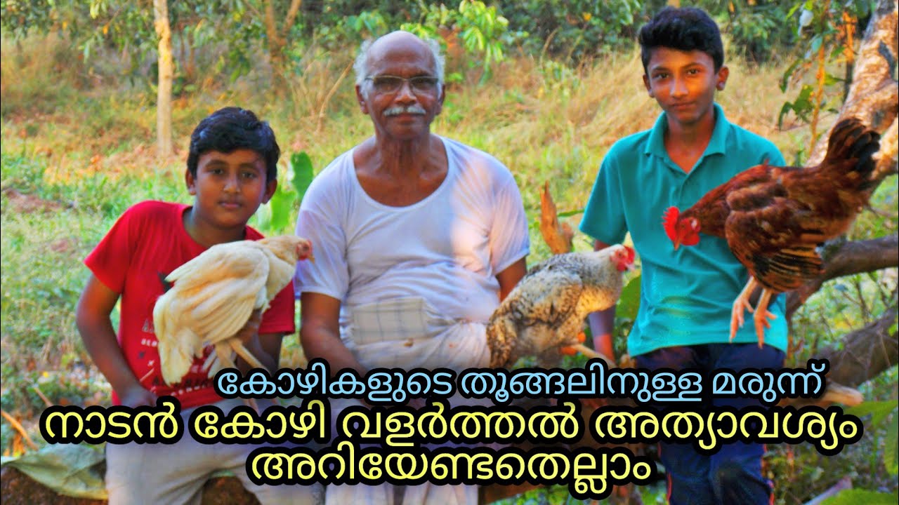 നാടൻ കോഴികളെ എങ്ങനെ വളർത്താം  | Nadan Kozhi വളർത്തൽ | malayalam