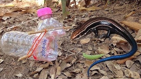 How To Make Easy Lizard Trap From Plastic Bottle