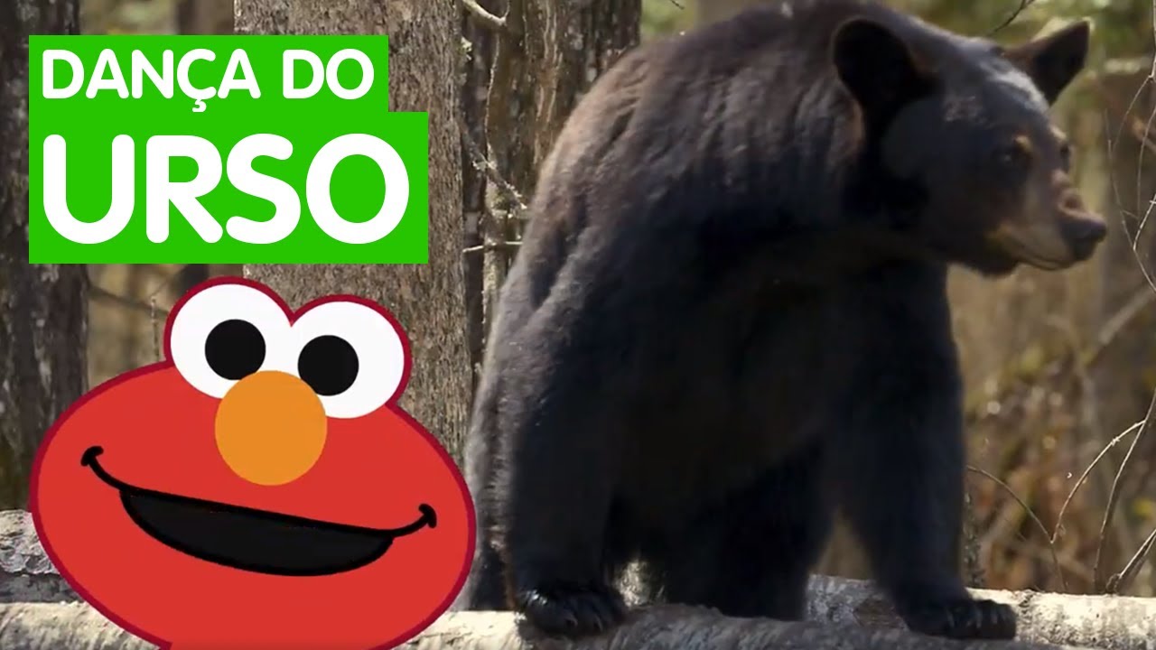 Danca Do Urso Pardo