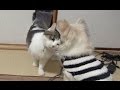 【猫が初めて犬に頭ゴツン♪ そしてその後は猫パンチ!w】Nora and Koo is funny relationship strange.