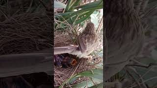 bird nest on Date #shorts