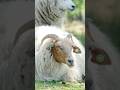 Goat is eating something! #animals #goat #reels #shorts #comedy