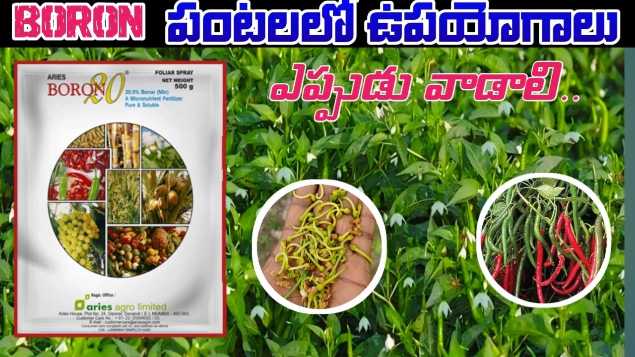 పంటలలో బోరాన్ ఉపయోగాలు 