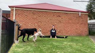 DCD Online- Mini Acro Class 2