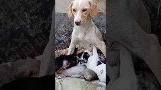 Mama Dog Breastfeeding Puppies